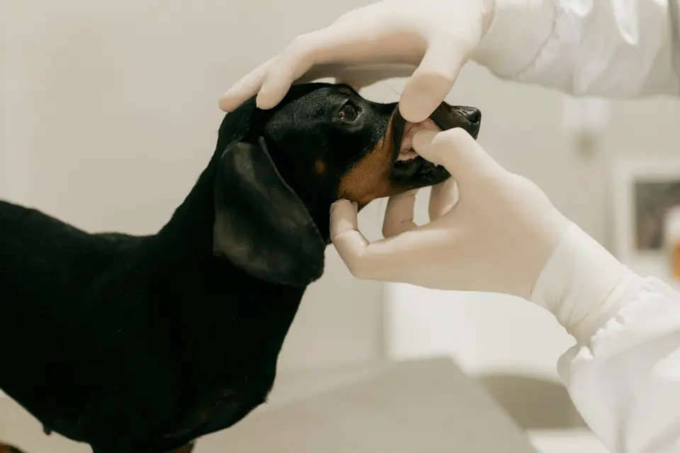 Médica veterinaria junto a un perro durante una consulta.