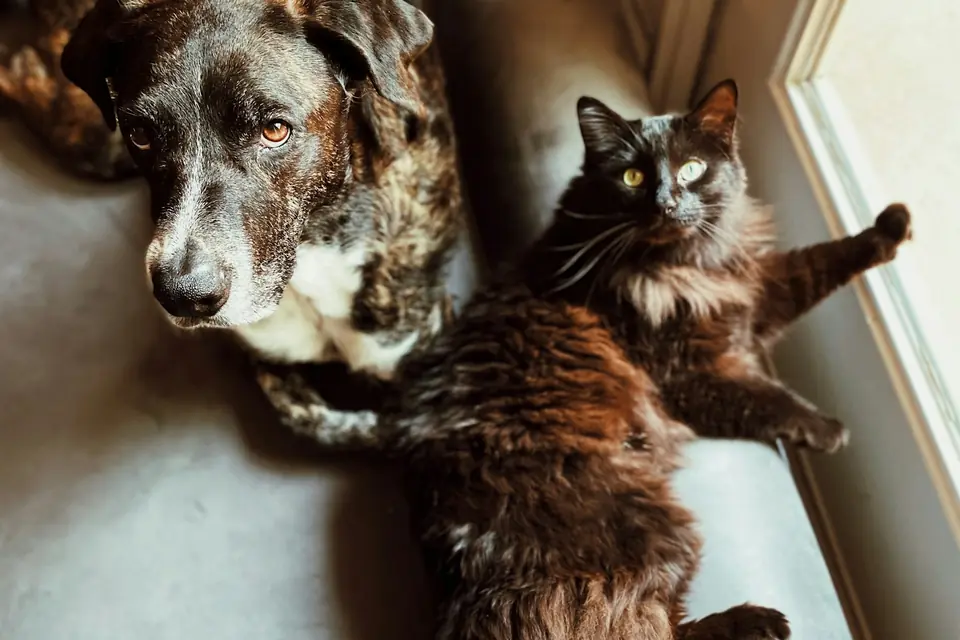 Un perro y un gato descansan juntos.